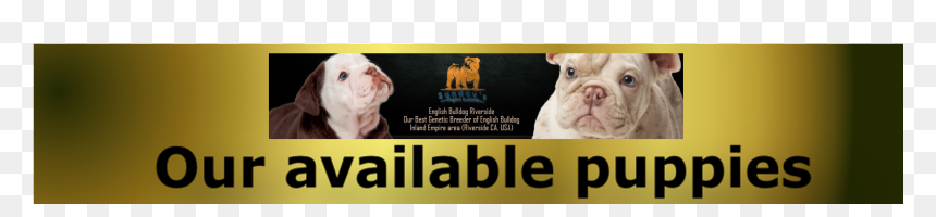 Coming, HD Png Download - english bulldog png