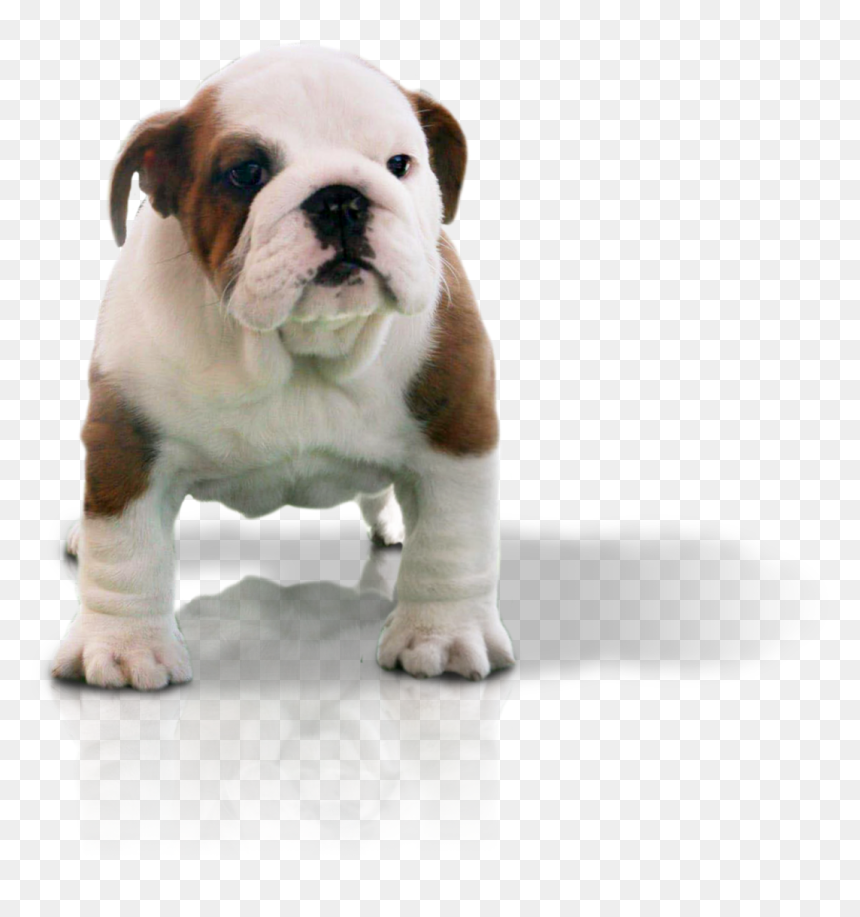 Australian Bulldog, HD Png Download - english bulldog png