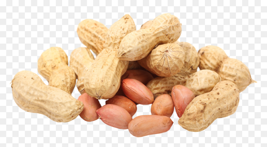 Peanut Seed Legume Pistachio - Transparent Background Peanut Clipart, HD Png Download - pistachio png