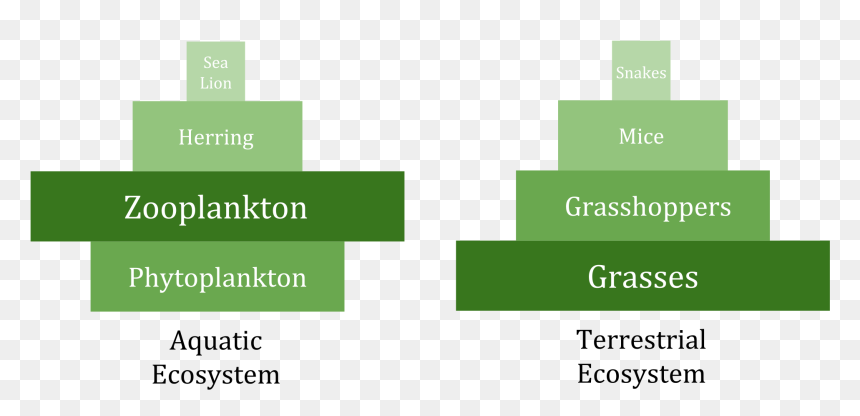 Perfect Producers And Scary Consumers - Pyramid Of Biomass Marine Ecosystems, HD Png Download - 3d pyramid png