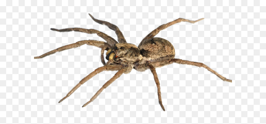 Mosquito Png, Transparent Png - spider.png