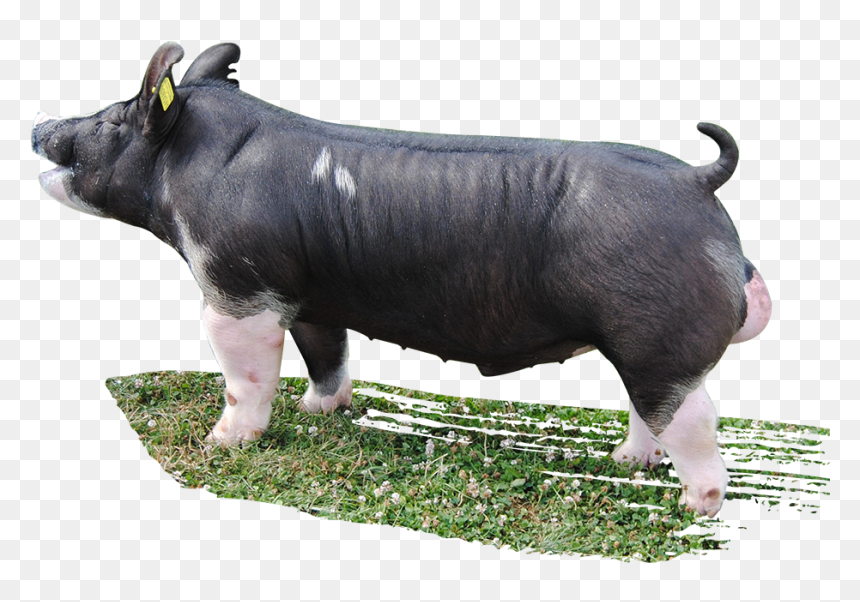 Shot Gun Berkshire Boar, HD Png Download - dam png