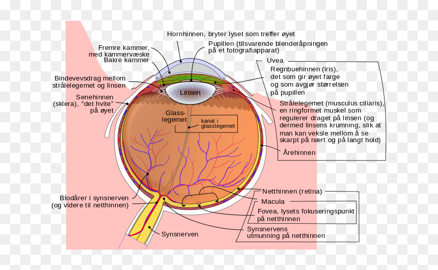 Schematic Diagram Of The Human Eye No - Birdshot Eye, HD Png Download - human eye png