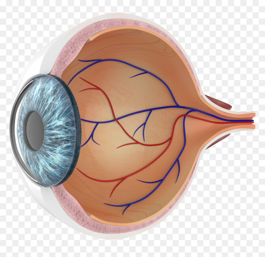Snail, HD Png Download - human eye png