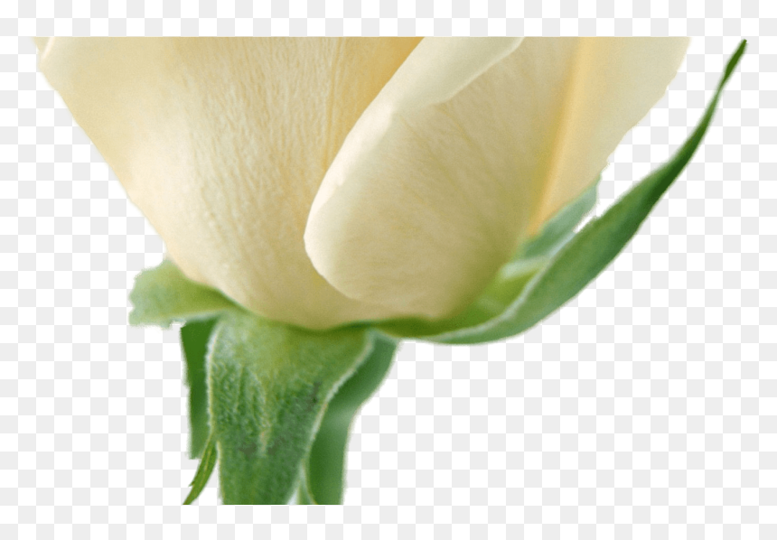White Flower Garland For Free Download On Mbtskoudsalg - Flowers, HD Png Download - flower garland png