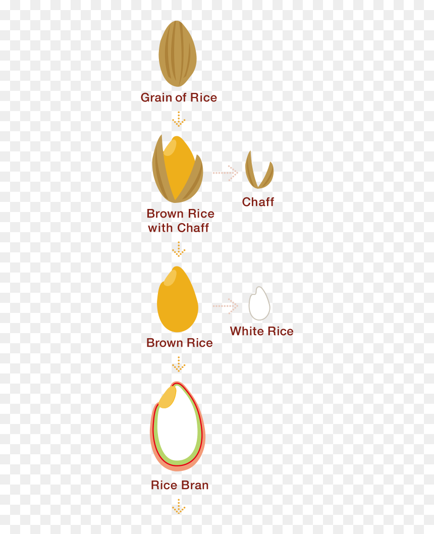 This Is The Base For Ever Increasing Non-communicative - Bran In Brown Rice, HD Png Download - brown rice png