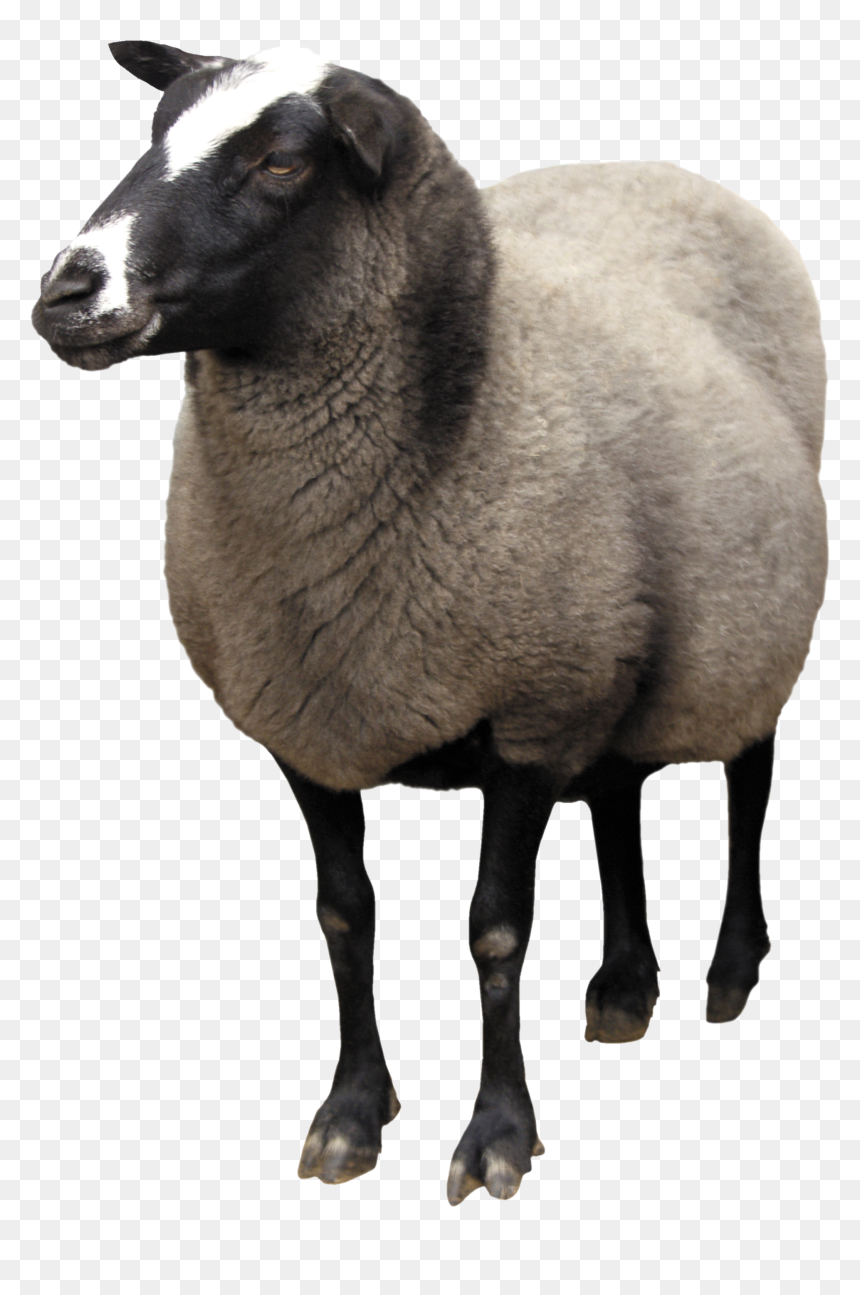 Sheep Png, Transparent Png - sheep png