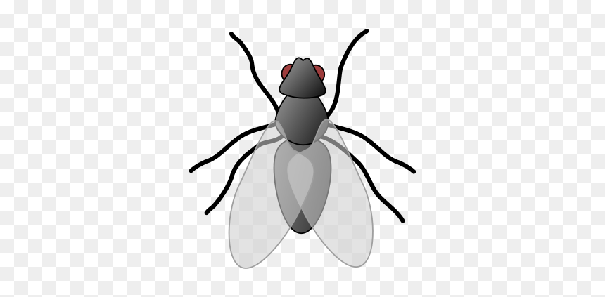 Fly Clip Art, HD Png Download - fly png
