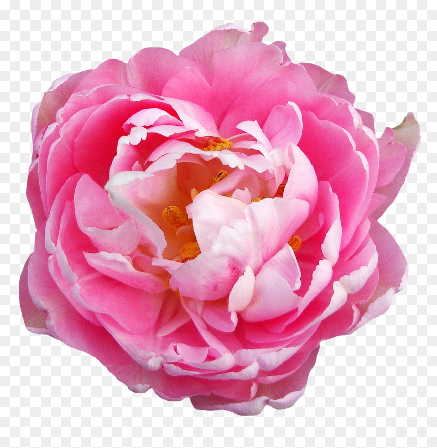 Transparent Pink Flowers Png, Png Download - pink flower png