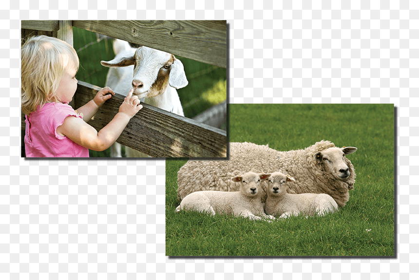 Monaco Di Baviera Zoo, HD Png Download - sheep png