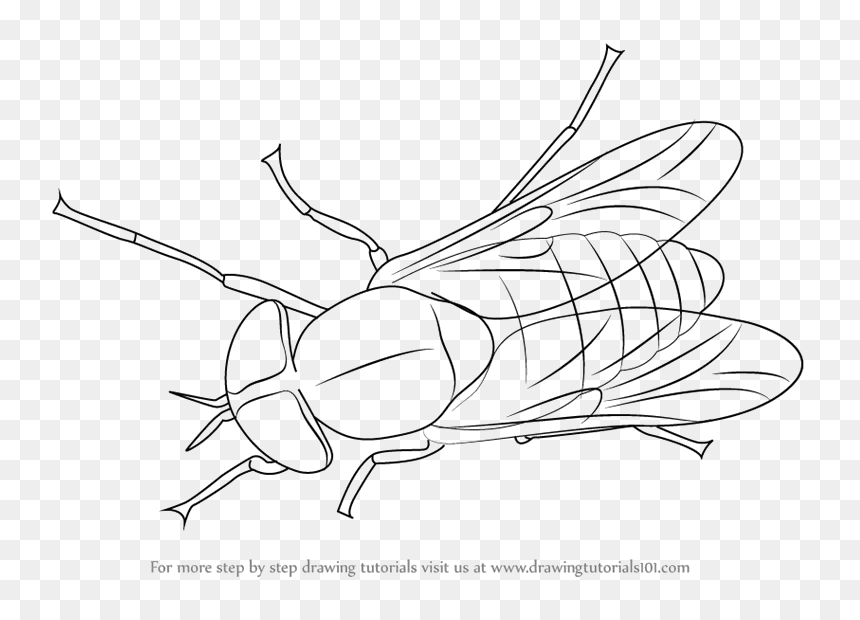 Drawing, HD Png Download - fly png