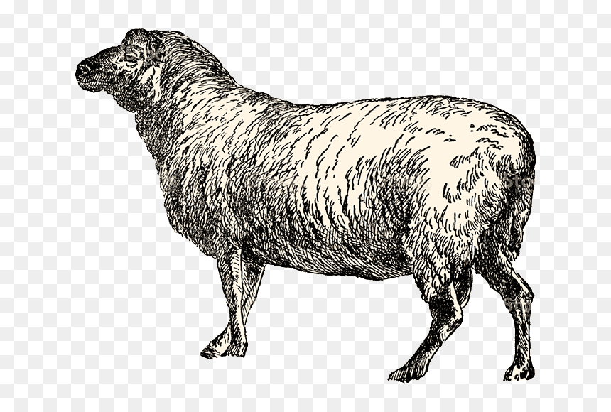 Sheep, HD Png Download - sheep png