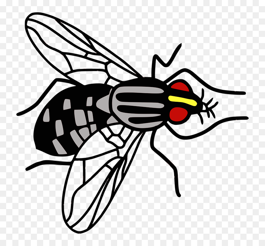 Bee, HD Png Download - fly png