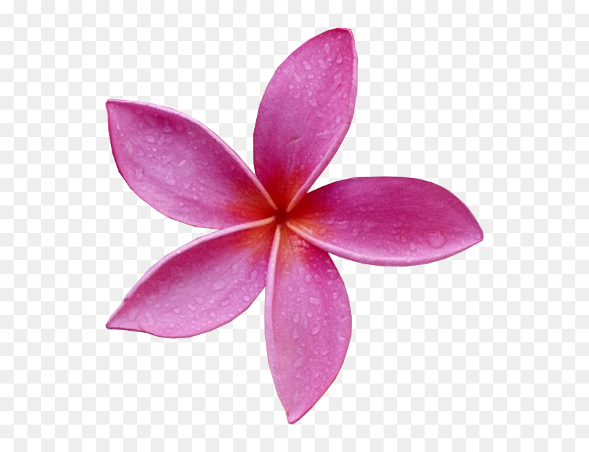Frangipani, HD Png Download - pink flower png