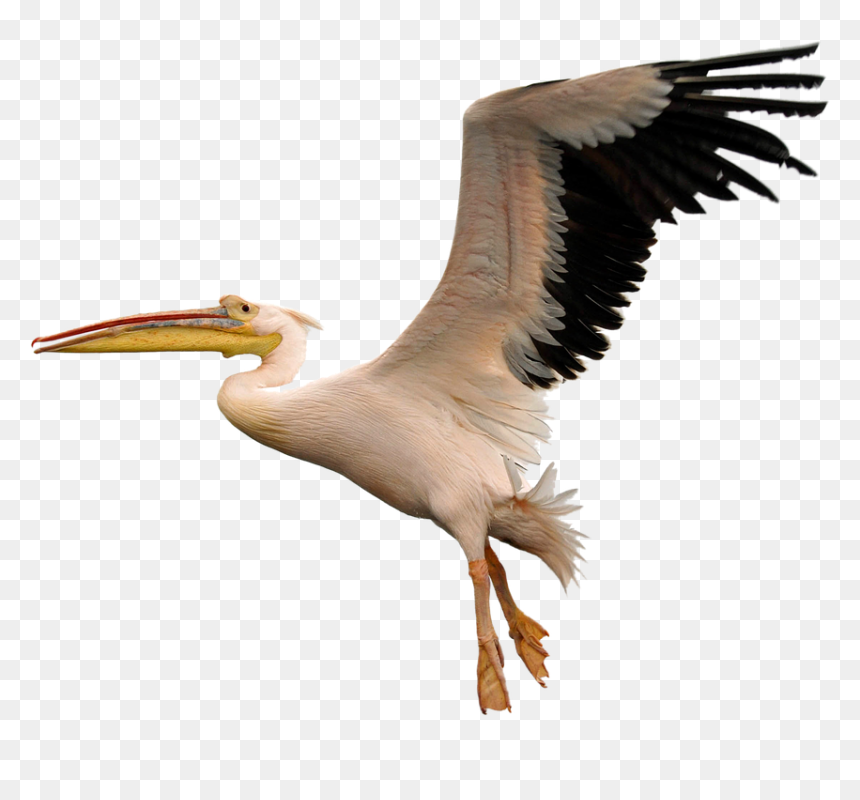 American White Pelican Png, Transparent Png - fly png