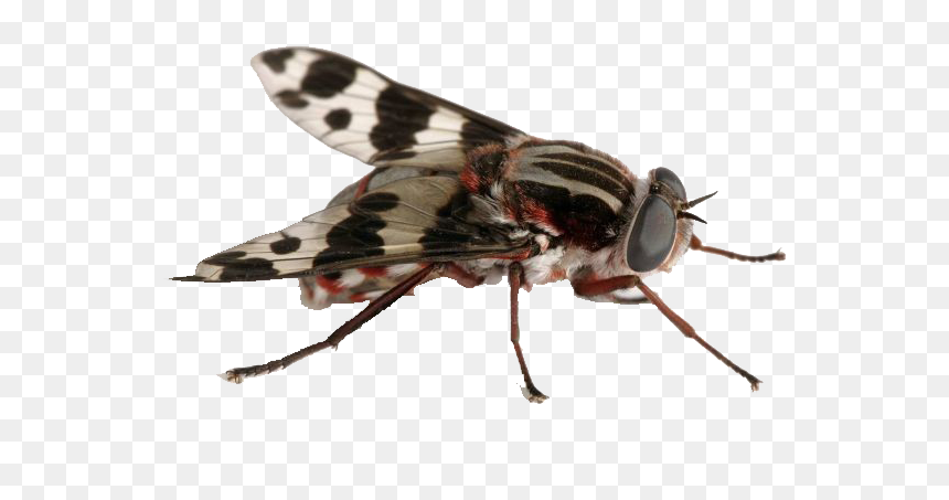 Fly Insect, HD Png Download - fly png