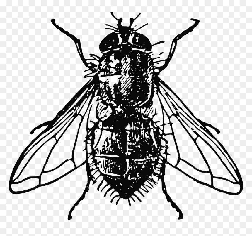 House Fly Drawing, HD Png Download - fly png