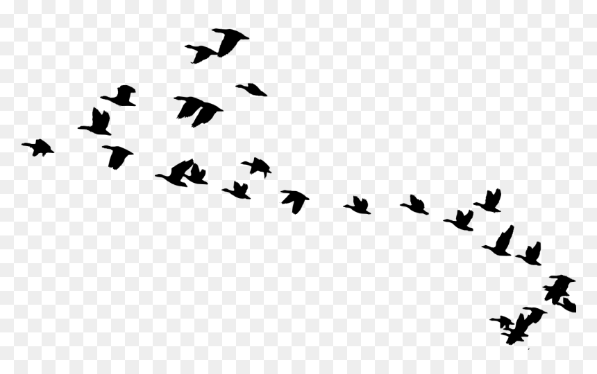 Birds Flying Png, Transparent Png - fly png