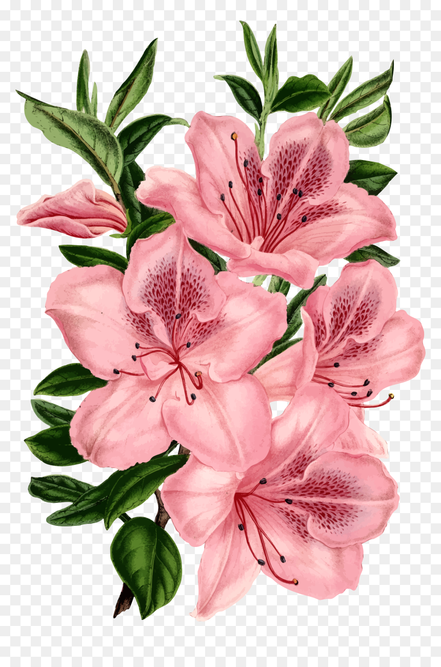 Mj Astro Ost, HD Png Download - pink flower png