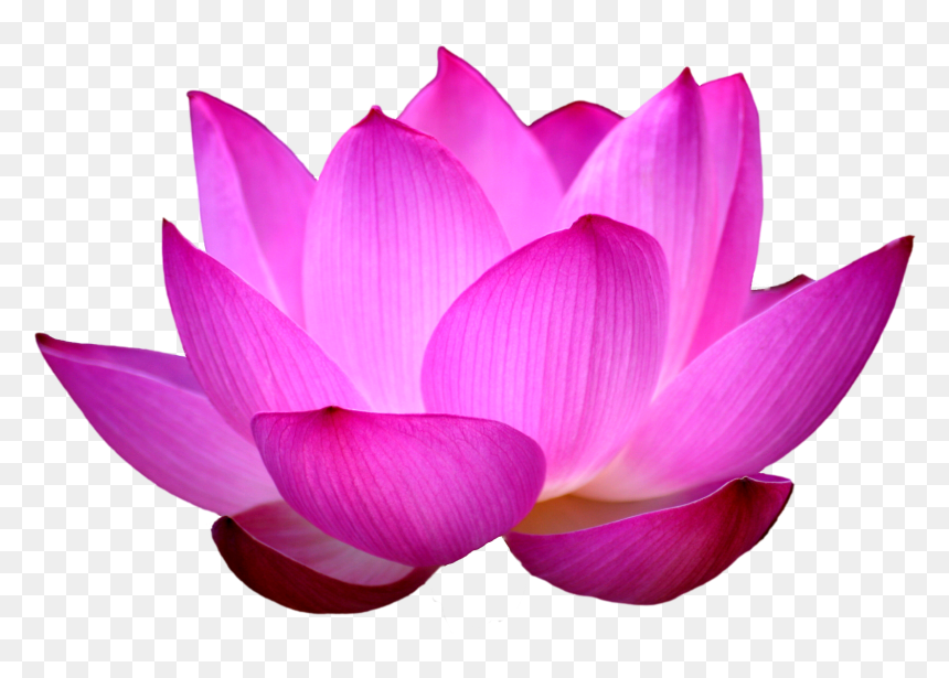 Lotus Flower Png, Transparent Png - lotus png