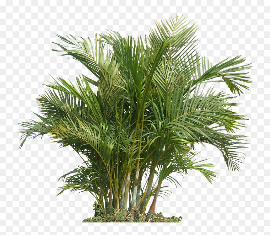 Tropical Plants Transparent, HD Png Download - palm png
