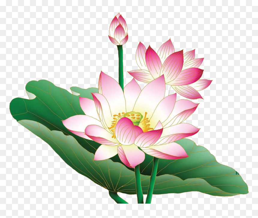 Lotus Png, Transparent Png - lotus png