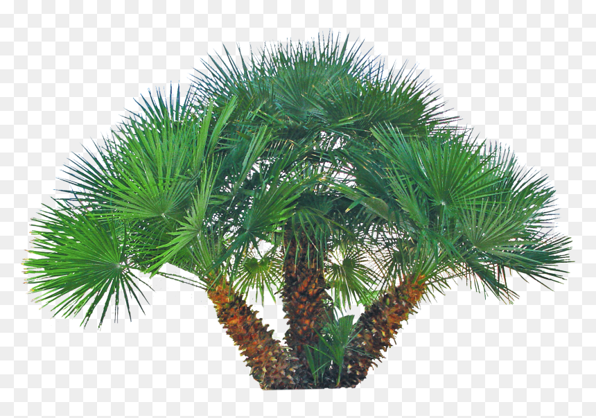 Mediterranean Fan Palm Png, Transparent Png - palm png