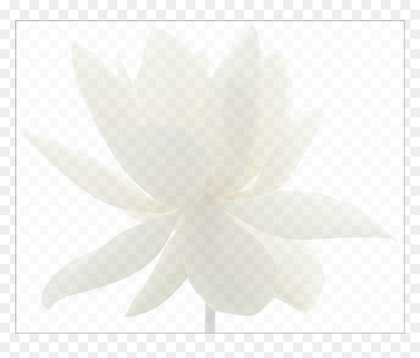 Echeveria, HD Png Download - lotus png