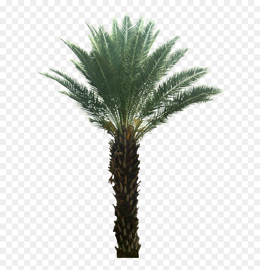 Tropical Plants On Transparent Background, HD Png Download - palm png