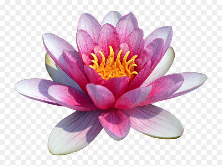 Water Lily Png Transparent, Png Download - lotus png