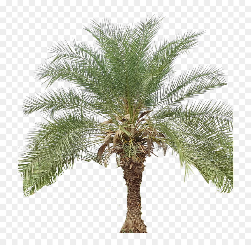 Pygmy Date Palm, HD Png Download - palm png
