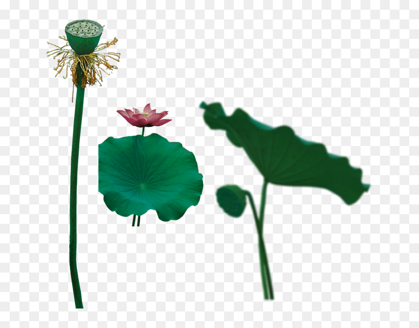 图片, HD Png Download - lotus png