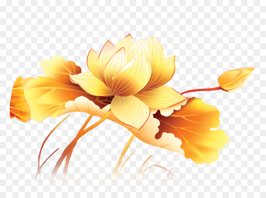 Tranh Cá Chép Sen Vàng, HD Png Download - lotus flower png