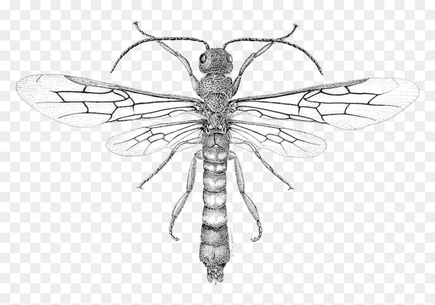 Drawings Of Bugs And Insects, HD Png Download - tattoos png