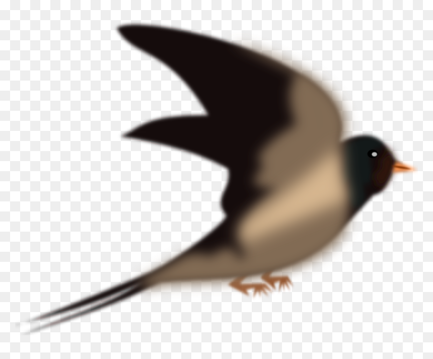 All Photo Png Clipart - Swallow Bird Birds Png, Transparent Png - birds.png