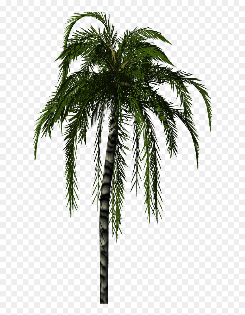 Palm Tree Render Png, Transparent Png - palm tree .png
