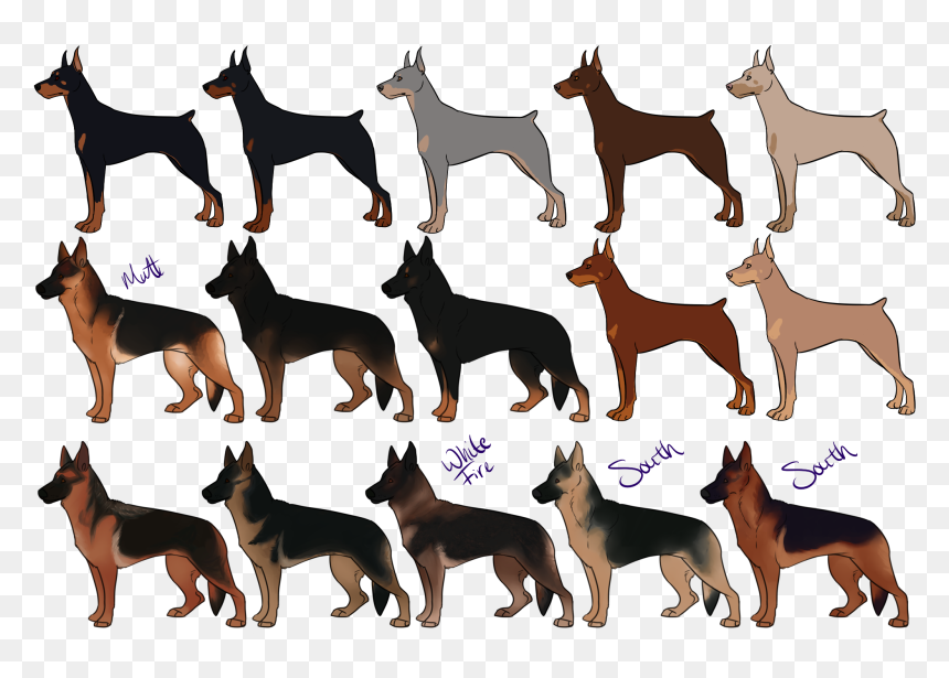 German Shepherd Dobermann German Pinscher Puppy Miniature - German Shepherd Black Doberman, HD Png Download - shepherd png