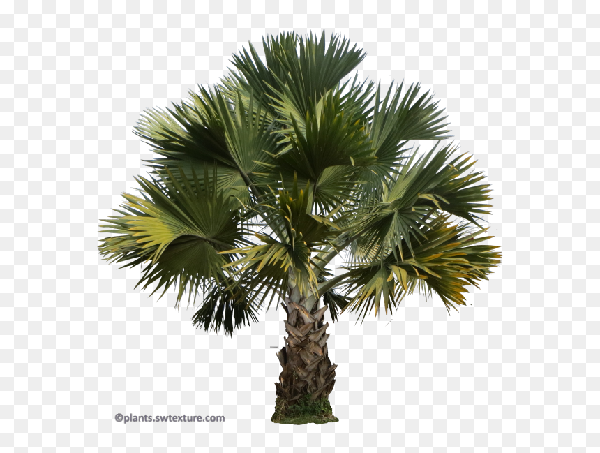 Palm Png Trees, Transparent Png - palm tree .png