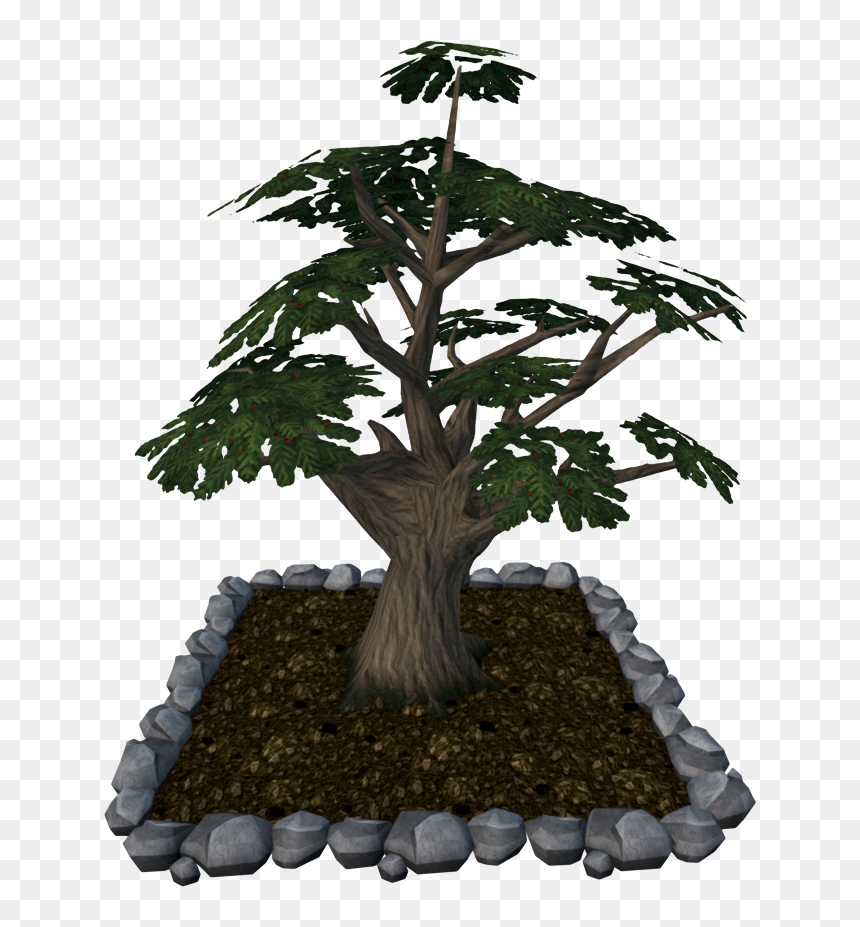 Sageretia Theezans, HD Png Download - palm tree .png