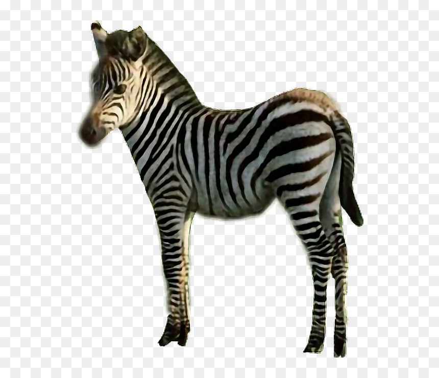 #sticker #zebra #stripes #black & White #animal #freetoedit - Quagga, HD Png Download - zebra stripes png