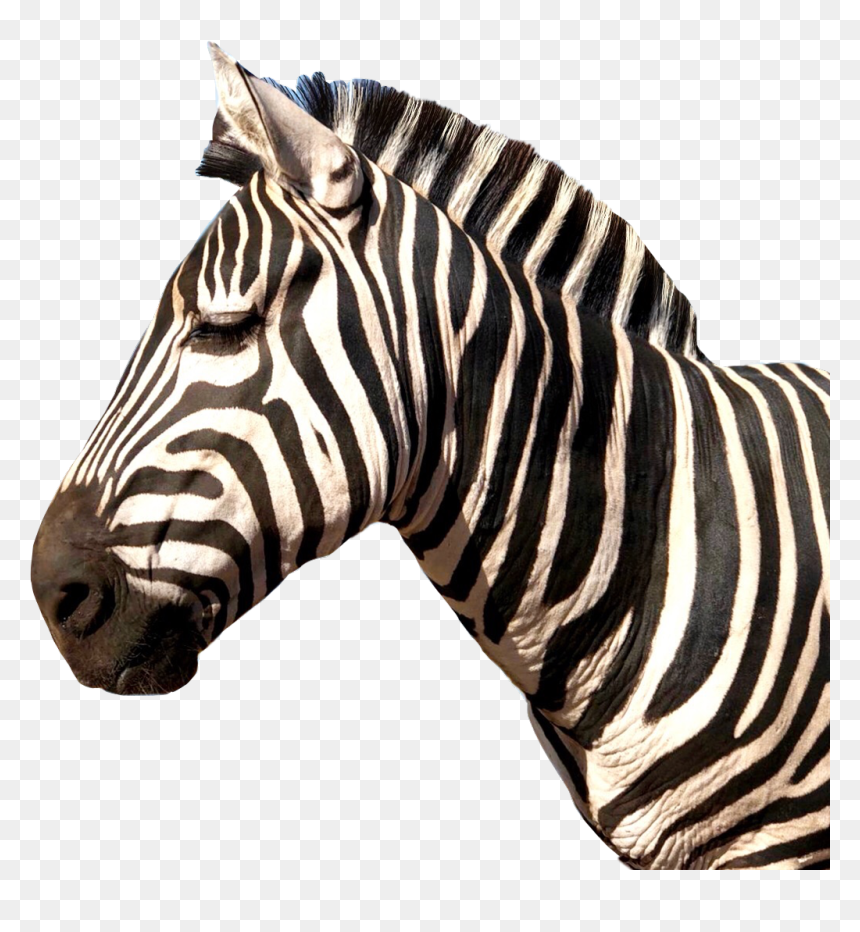 #zebra #animal #stripes - Instagram, HD Png Download - zebra stripes png