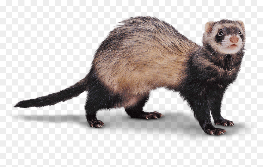 Ferrets Png, Transparent Png - weasel png