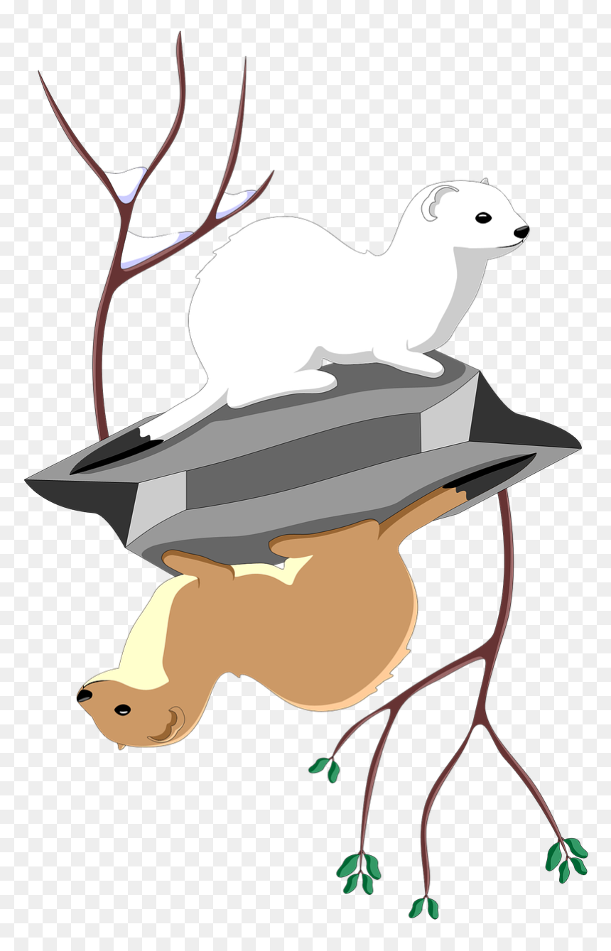 Least Ermine Stock - Stoat, HD Png Download - weasel png