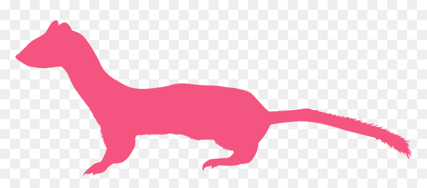 Silueta Comadreja Png, Transparent Png - weasel png