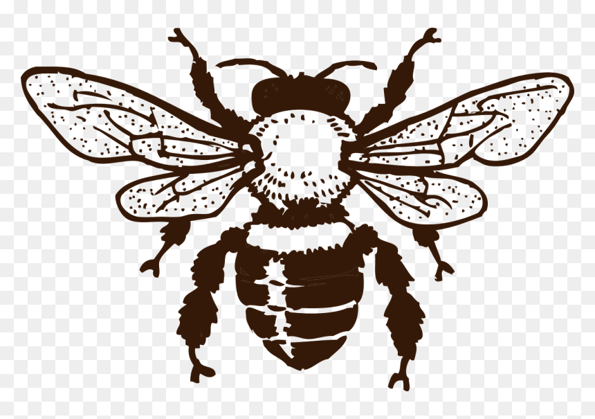 Bee Black And White Png, Transparent Png - honeybee png