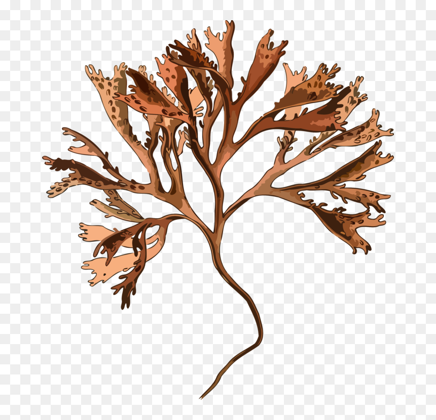 Botany,plant,flower - Irish Moss Png, Transparent Png - seaweed clipart png