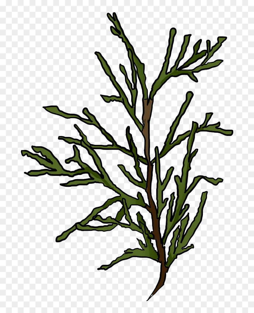 Cornfield Drawing Tree - White Cedar, HD Png Download - seaweed clipart png