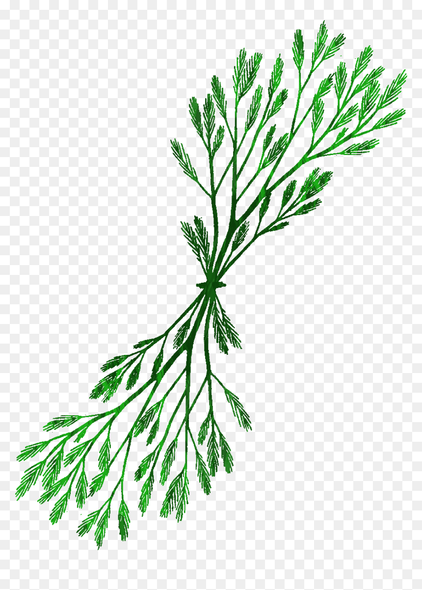 Seaweed Clip Art - Portable Network Graphics, HD Png Download - seaweed clipart png