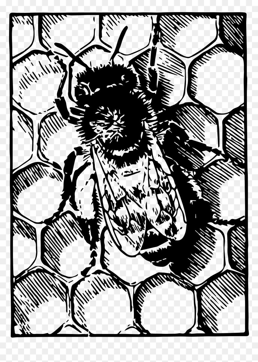 Honeybee On Comb Clip Arts, HD Png Download - honeybee png