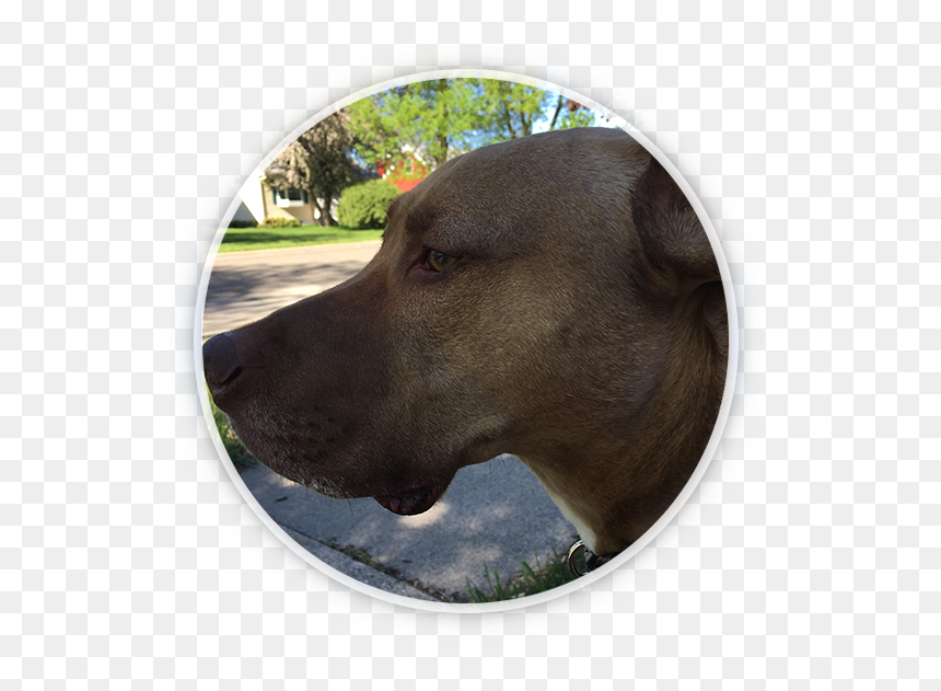 Vizsla, HD Png Download - walking dog png